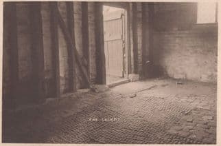 The Cockpit Rooster Bird Fighting Antique Real Photo Postcard