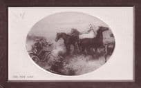 The New Love Horse Transport vs New Car Antique Postcard