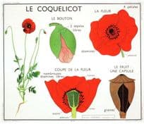The Poppy Memorial & Garden Flower French School Wall Chart Postcard