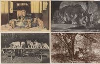 Tiger At Berlin Zoo Vintage Real Photo Postcard & 3x More