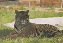 Tiger Chessington Zoo Postcard