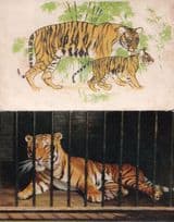 Tiger & Cub At The Zoo Maurice Wilson Painting 2x Postcard s