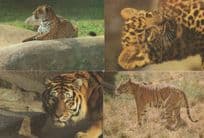 Tiger Sibirascher Junger Luchs 4x German & Rare Postcard s