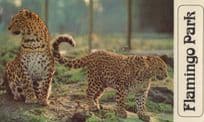 Tigers at Flamingo Park Yorkshire Zoo 1970s Widescreen Postcard
