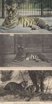 Tigers at Whipsnade Park New Enclosure 3x Old Postcard s