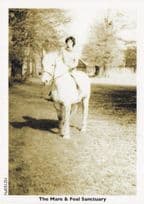 Torquay Newton Abbot Mare & Foal Horse Sanctuary PB Postcard