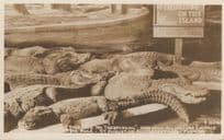 Trespassing St Augustine Alligator Park Antique American RPC Postcard
