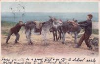 Tug Of War Horse Opposition Antique 1904 Horses Old Postcard