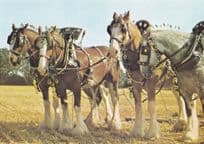 Two Pairs Of Farm Horses Medici Rare Horse Procession Postcard