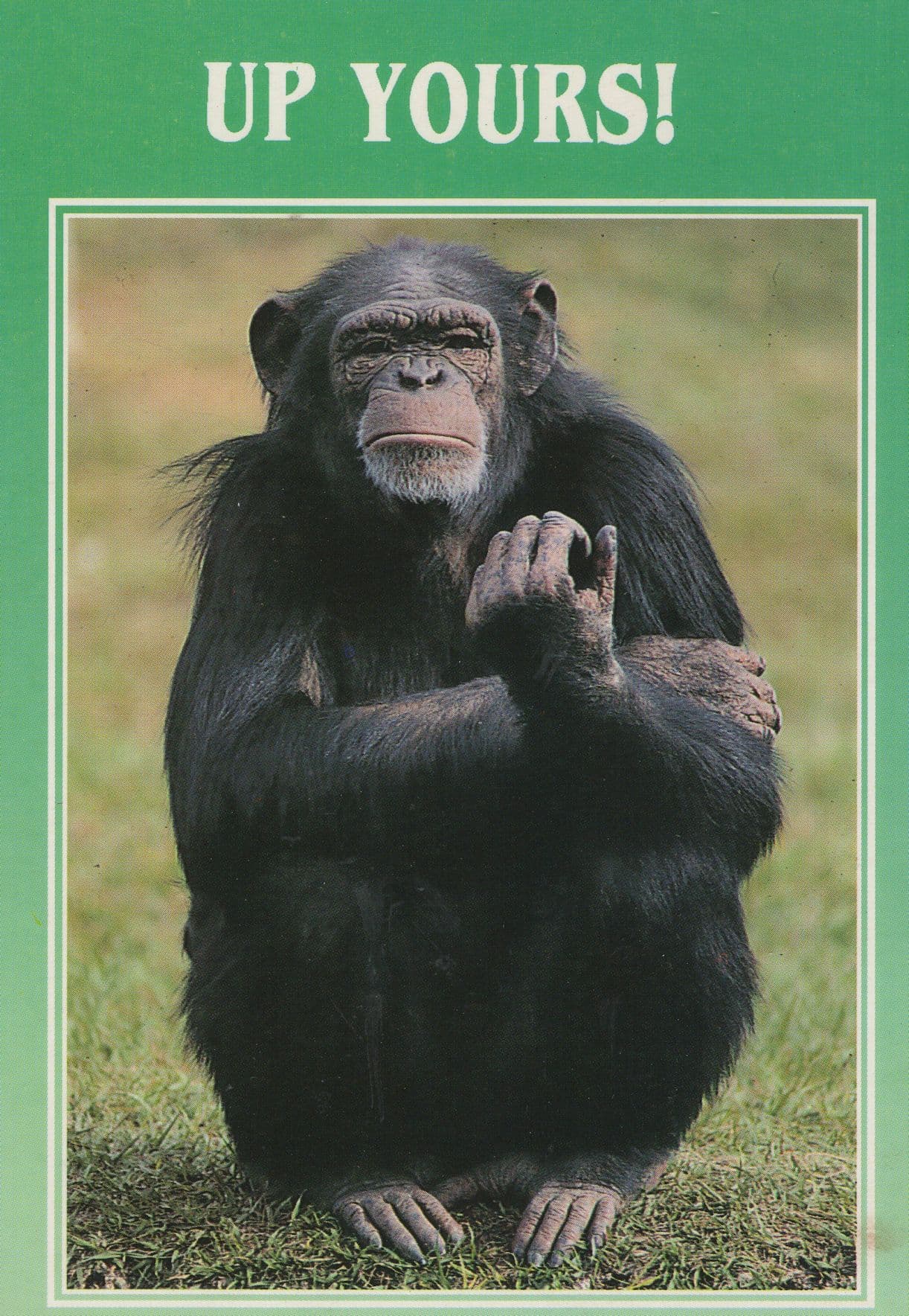 Up Yours Chimpanzee Swearing Monkey Comic Postcard