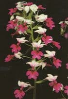 Victorian Orchid Eric Young Jersey Flower Calanthe Grouville Postcard
