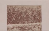 Vineyard at Hotel Windsor Chernex Switzerland Old Real Photo Postcard