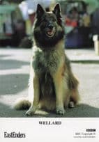 Wellard BBC Eastenders TV Show Dog Official Rare Cast Card Photo