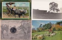 When Shall We Three Meet Again Mirror Reckla 4x Horse Postcard s