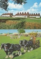 Whitbread Hop Farm In The Shire Show Ring Horses 2x Postcard s