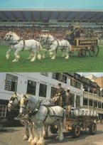 Whitbread Shires On Show At Work Horses 2x Postcard s