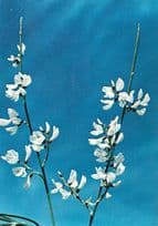 White Broom Negev Wild Sand Dunes Hebrew Plant Flower Postcard