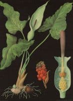 Wild Arum Flower Old School College Wall Chart Education Postcard
