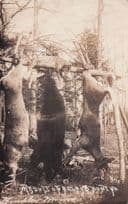 Wisconsin Animal Hunting Trophy American Real Photo Old Postcard