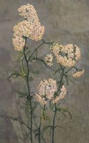 Yarrow Milfoil Weeds Achilles Millefolum Vintage Flower Postcard