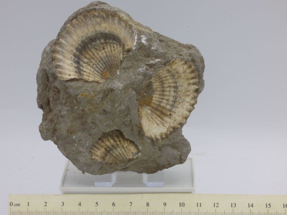 Jurassic Fossil Pseudopecten Acuticosta Bivalve Fossil Group with