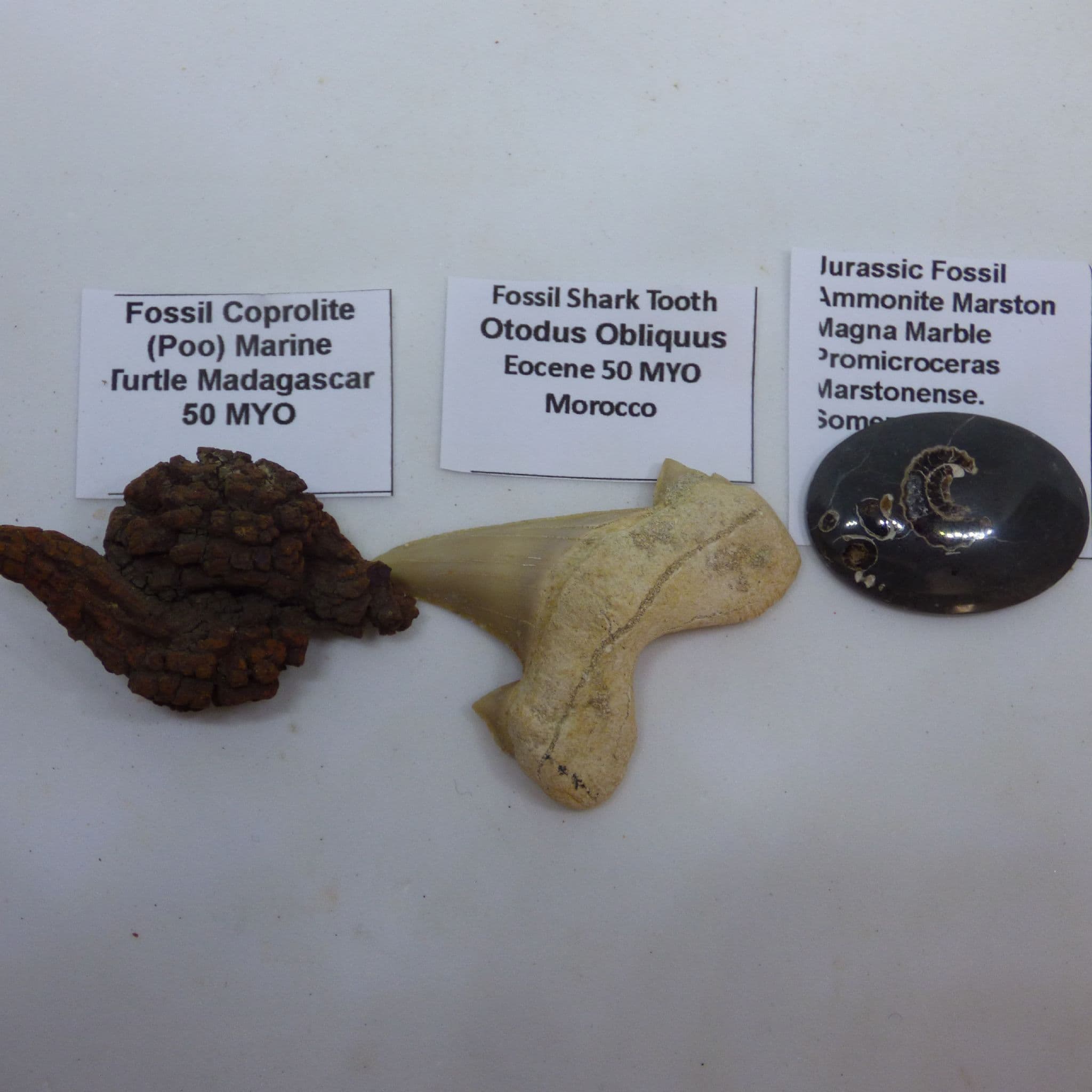 Fossil Gift Set of 8 Fossils from around world