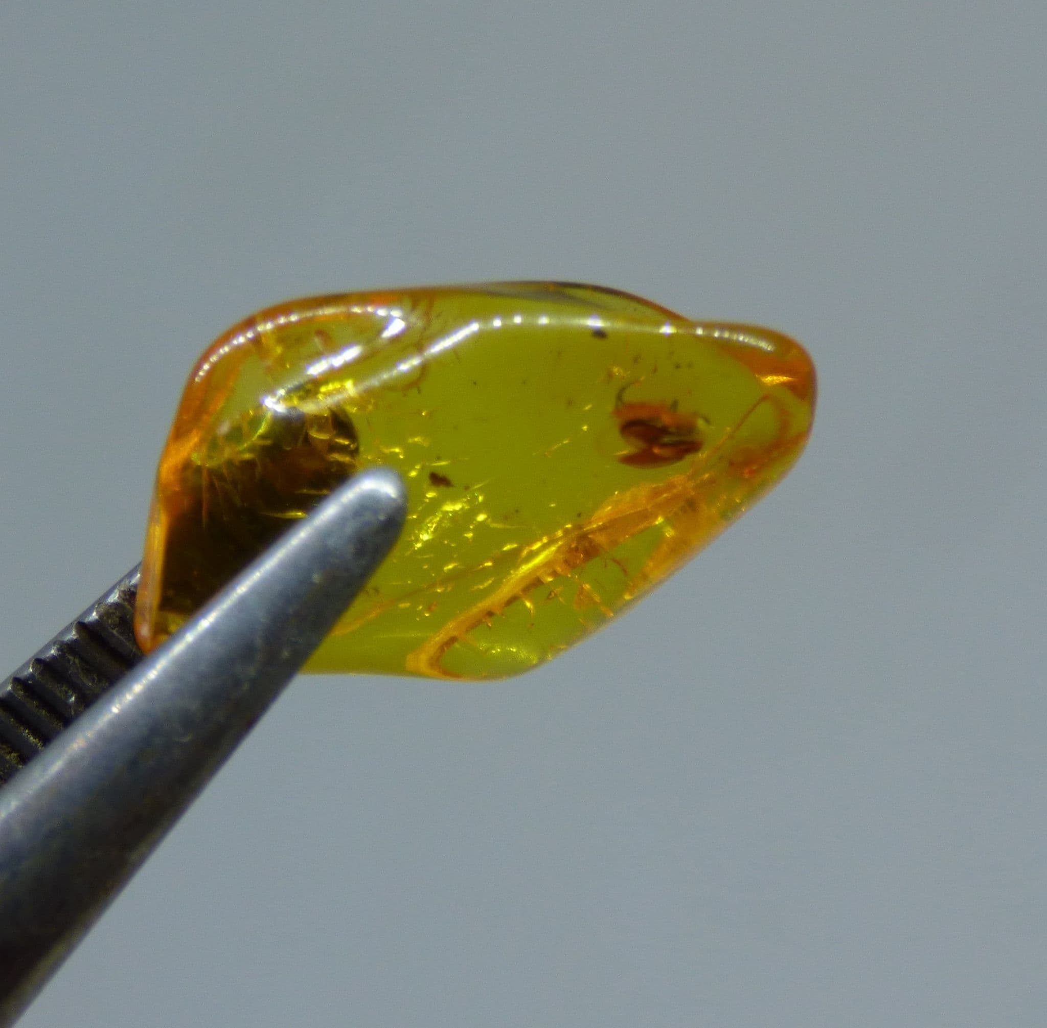 Fossil Gift Set of 8 Fossils from around world