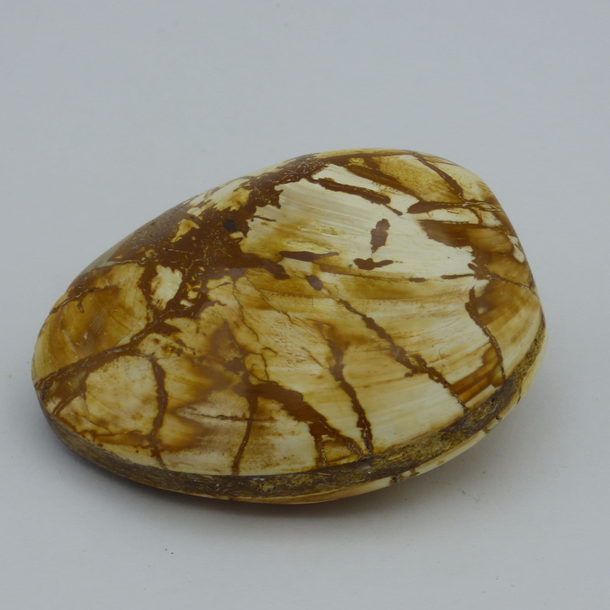 Jurassic Prehistoric Fossil Clam Bivalve Palm Stone Madagascar Display