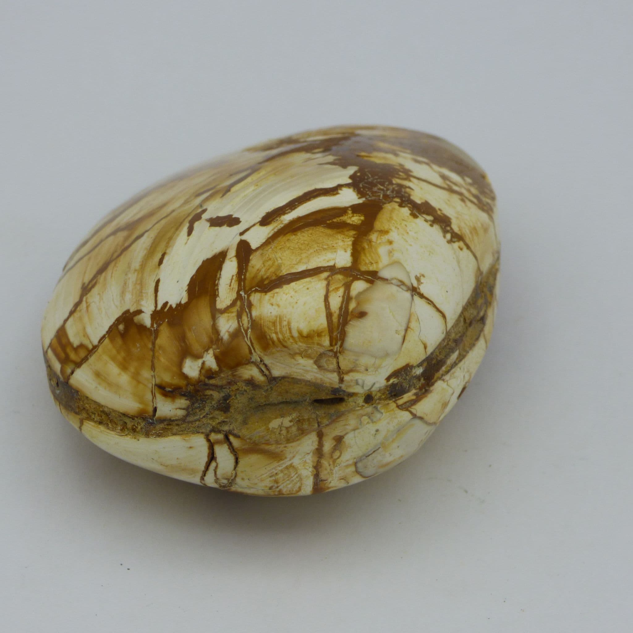 Jurassic Prehistoric Fossil Clam Bivalve Palm Stone Madagascar Display