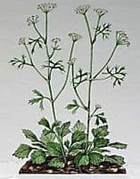 Calmer Solutions Aniseed Star Essential Oil | 100% Pure & Natural | Aromatherapy & Wellness