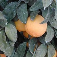 Calmer Solutions Bergamot Essential Oil | 100% Pure & Natural | Aromatherapy & Wellness