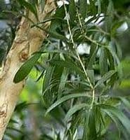 Calmer Solutions Cajeput (Cajput) Essential Oil  | 100% Pure & Natural | Aromatherapy & Wellness