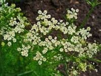 Calmer Solutions Caraway Seed Essential Oil  | 100% Pure & Natural | Aromatherapy & Wellness