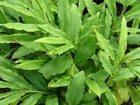 Calmer Solutions Cardamom Essential Oil  | 100% Pure & Natural | Aromatherapy & Wellness