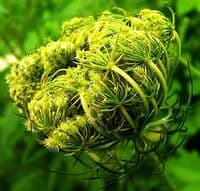 Calmer Solutions Carrot Seed Essential Oil  | 100% Pure & Natural | Aromatherapy & Wellness