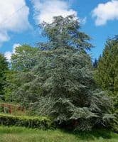 Calmer Solutions Cedarwood (Atlas) Essential Oil  | 100% Pure & Natural | Aromatherapy & Wellness