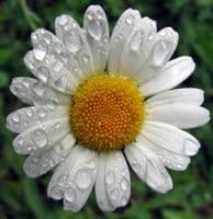 Calmer Solutions Chamomile Roman Essential Oil  | 100% Pure & Natural | Aromatherapy & Wellness