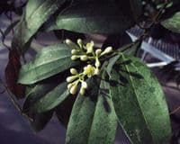 Calmer Solutions Cinnamon Leaf Essential Oil  | 100% Pure & Natural | Aromatherapy & Wellness