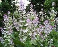 Calmer Solutions Clary Sage Essential Oil  | 100% Pure & Natural | Aromatherapy & Wellness