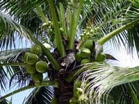 Calmer Solutions Coconut Carrier Oil