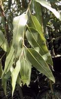Calmer Solutions Eucalyptus Citriodora Essential O  | 100% Pure & Natural | Aromatherapy & Wellnessl