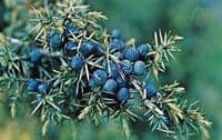 Calmer Solutions Juniperberry Essential Oil  | 100% Pure & Natural | Aromatherapy & Wellness