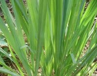 Calmer Solutions Lemongrass Essential Oil  | 100% Pure & Natural | Aromatherapy & Wellness