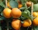 Calmer Solutions Mandarin Essential Oil  | 100% Pure & Natural | Aromatherapy & Wellness