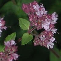 Calmer Solutions Marjoram Sweet Essential Oil  | 100% Pure & Natural | Aromatherapy & Wellness