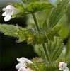 Calmer Solutions Melissa True Essential Oil  | 100% Pure & Natural | Aromatherapy & Wellness