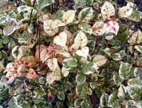 Calmer Solutions Myrtle Essential Oil  | 100% Pure & Natural | Aromatherapy & Wellness