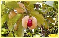 Calmer Solutions Nutmeg Essential Oil  | 100% Pure & Natural | Aromatherapy & Wellness