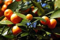 Calmer Solutions Orange Sweet Essential Oil  | 100% Pure & Natural | Aromatherapy & Wellness