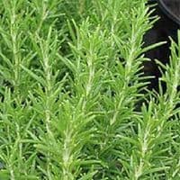 Calmer Solutions Rosemary Essential Oil  | 100% Pure & Natural | Aromatherapy & Wellness